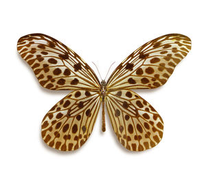 Close-up of butterfly over white background
