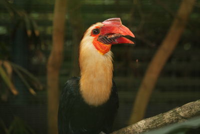 Close-up of a bird looking away