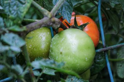 Close-up of orange fruit