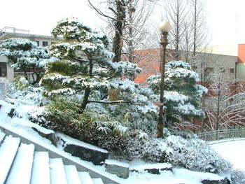 Snow covered trees