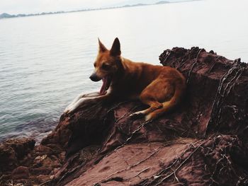 Dog resting on rock by lake