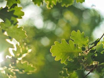 Close-up of green leaves on plant