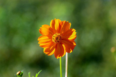 Close-up of orange flower against blurred background