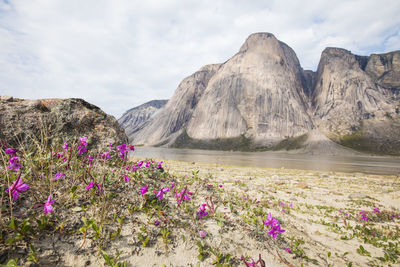 Purple flowers grow beside the owl river in akshayak pass.