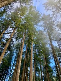 Low angle view of bamboo trees