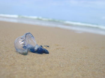 Close-up of crab on beach