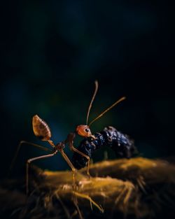 Close-up of ant on leaf