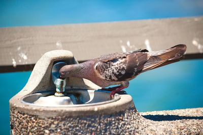 Close-up of seagull perching on fountain