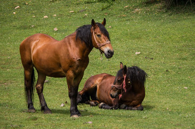 Horses in a field