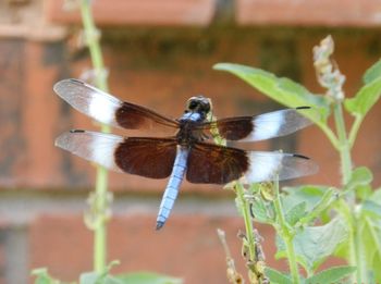 Close-up of insect perching on plant