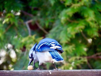 Close-up of a blue jay perching on a wooden railing 