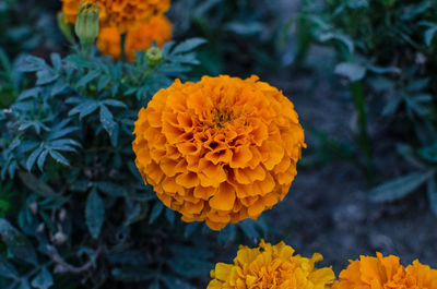 Close-up of orange marigold flower