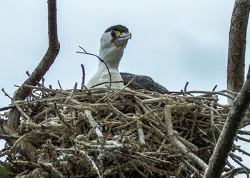 Low angle view of birds perching on tree