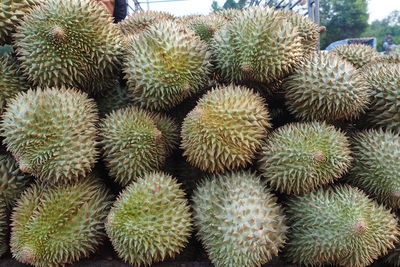 Full frame shot of cactus