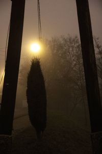 Sun shining through trees