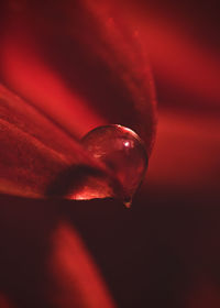 Close-up of red rose flower