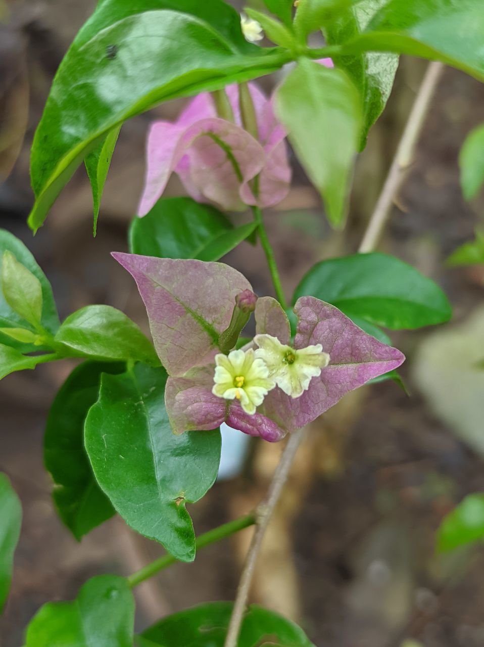 CLOSE-UP OF FLOWERING PLANT AGAINST PURPLE WALL