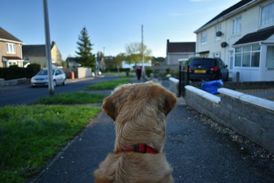 Rear view of dog on street in city