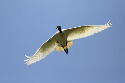 Low angle view of australian ibis flying