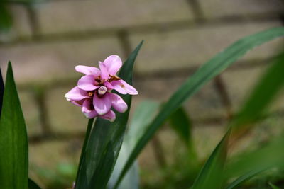 Close-up of pink flowering plant