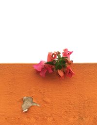 Close-up of flowers over white background