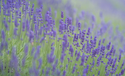 Close-up of purple flowering plants on field