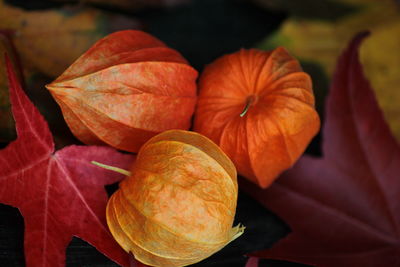 Close-up of orange and leaves on plant during autumn