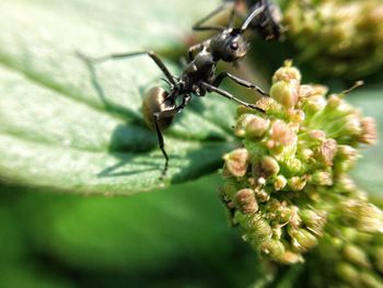 Close-up of insect on plant