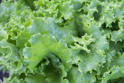 Green and purple curly lettuce leaves in the organic garden