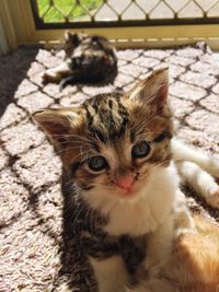 Close-up portrait of cat