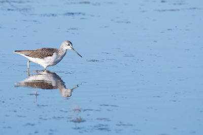 Bird in a lake