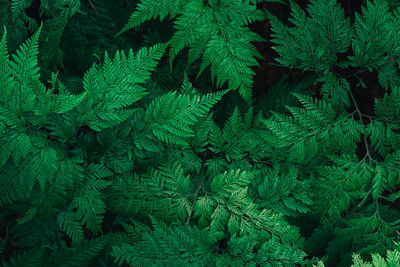 High angle view of fern amidst trees in forest