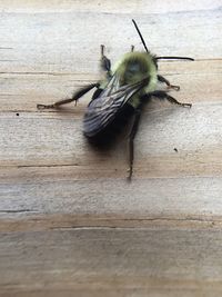 High angle view of insect on wood