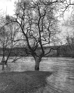 Bare tree by lake against sky