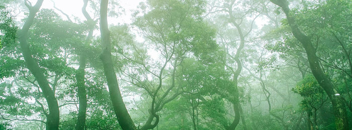 Low angle view of trees in forest