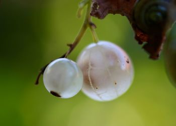 Close-up of plant