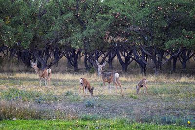 Deer in a field