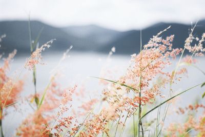 Close-up of flowering plants on field against sky