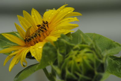 Close-up of sunflower
