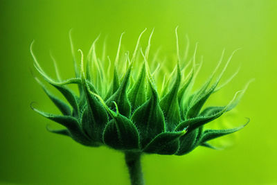 Close-up of fresh green plant