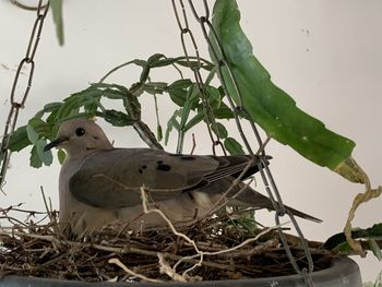 Close-up of bird perching on nest