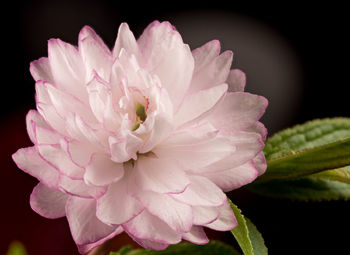 Close-up of pink flower