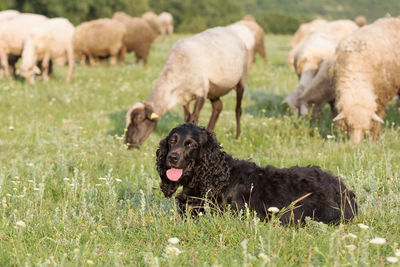 Sheep in a field