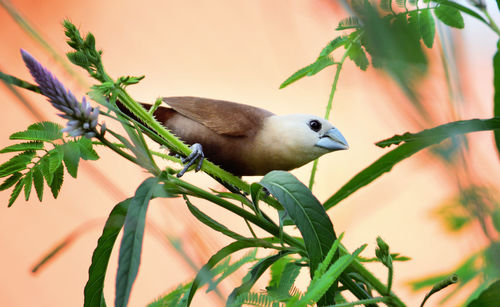 White headed munia - little bird eat seeds. close up detail of white headed munia in the filed