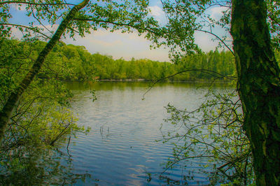 Reflection of trees in lake