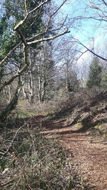 Bare trees in forest against sky