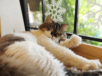 Close-up of a cat resting on window