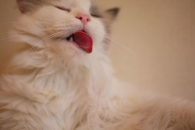 Close-up of cat yawning