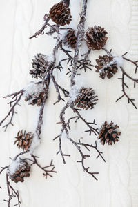 High angle view of snow on plant