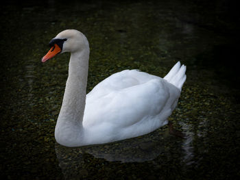 Close-up of swan swimming in lake